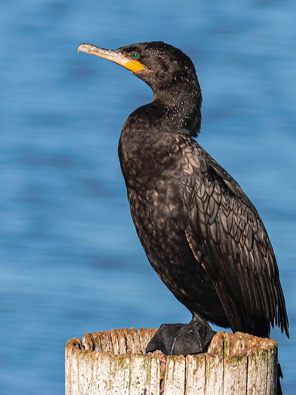 Practical approaches for the fishing you do most often.