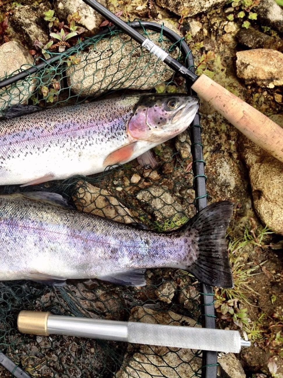 Freshwater Fish Species